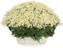 Цветочная композиция из Ромашки в корзине #REPLACE_PRED# Новый Рогачик