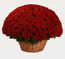 Премиум букет из: Розы в Новый Рогачик